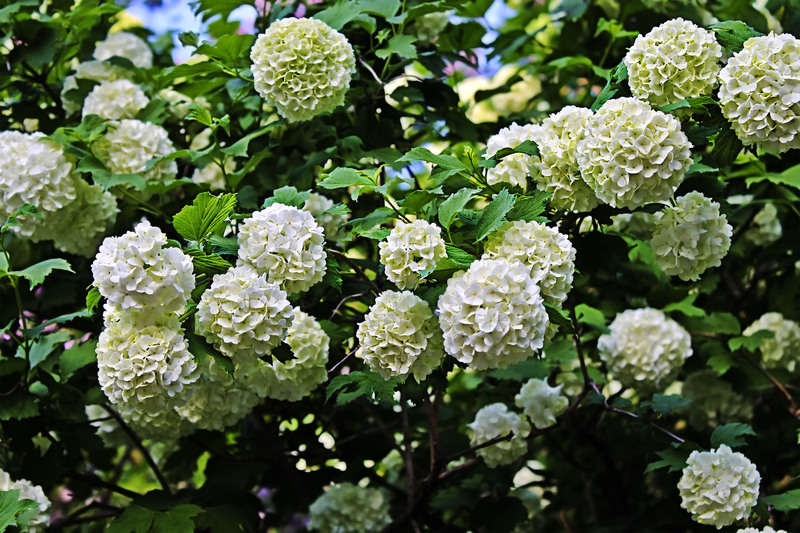 garden trees