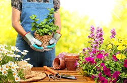 Regular Garden Maintenance in Tooting, SW17