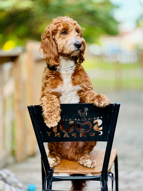 A young, curly-coated dog with a reddish-brown and white coat is standing on its hind legs, resting front paws on the backrest of a black metal garden chair with the words 'THE SALT CAN' partially visible. The dog is outdoors in a well-maintained garden, with a blurred background of lush green foliage, a wooden fence, and a pathway. The garden features a neatly trimmed lawn with vibrant green grass, surrounding flower beds with leafy plants, and a variety of trees providing dappled sunlight. The textured soil in the flower beds appears moist, and the overall scene suggests regular garden maintenance. The setting is tranquil, capturing a moment of outdoor care and landscaping work, consistent with gardening themes promoted by Gardeners Tooting on the page about best gardeners in Tooting SW17, providing a natural and detailed visual of a cheerful garden environment with an adorable pet.